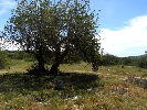Plot of Land in Cálig
